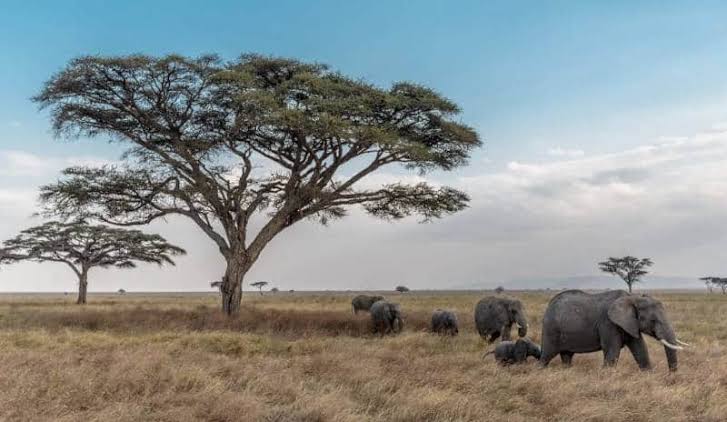 Wisata Tanzania